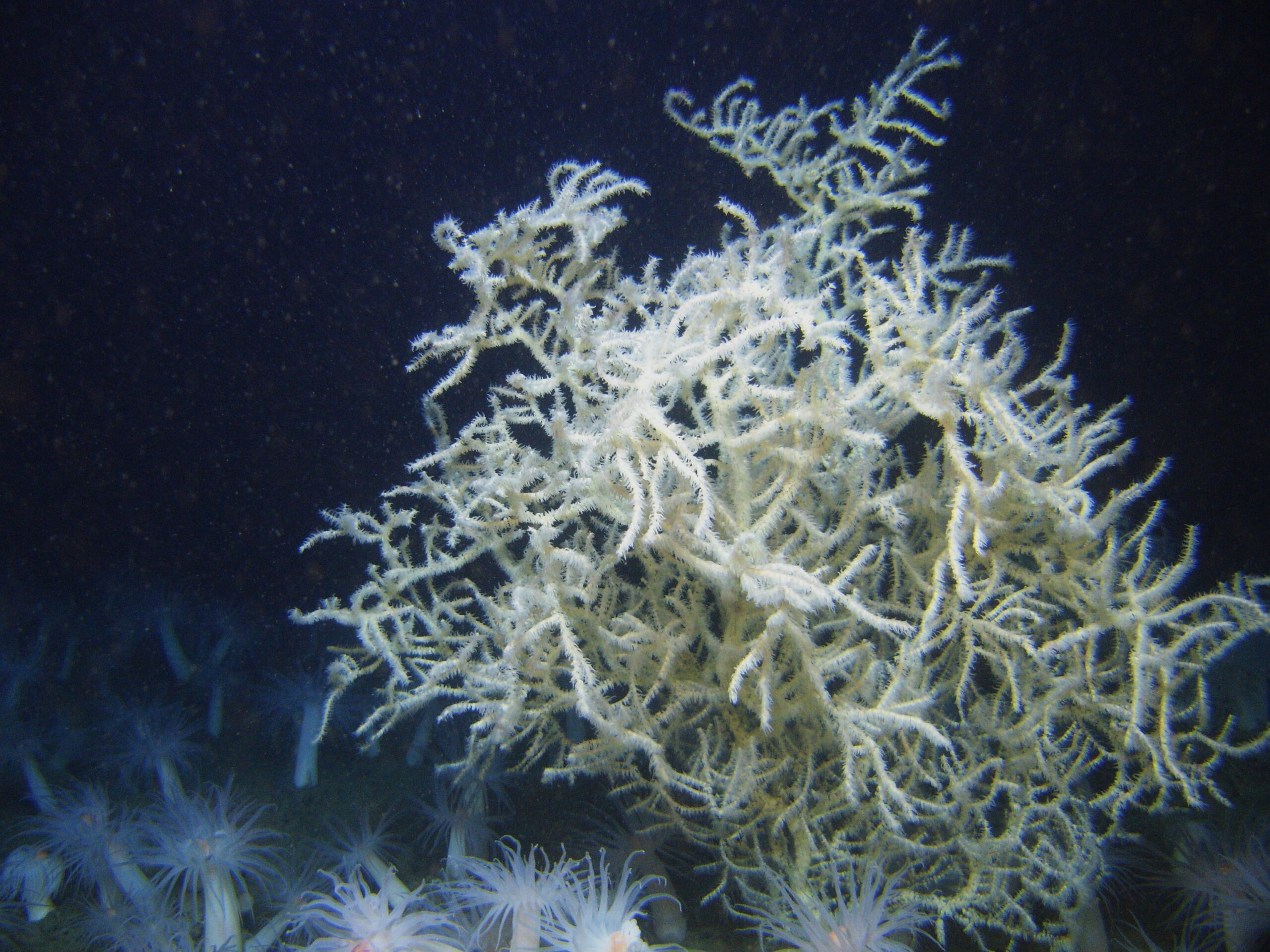 Frank Black Coral Schirman 置物 フランクシャーマン Hawaii 黒珊瑚 